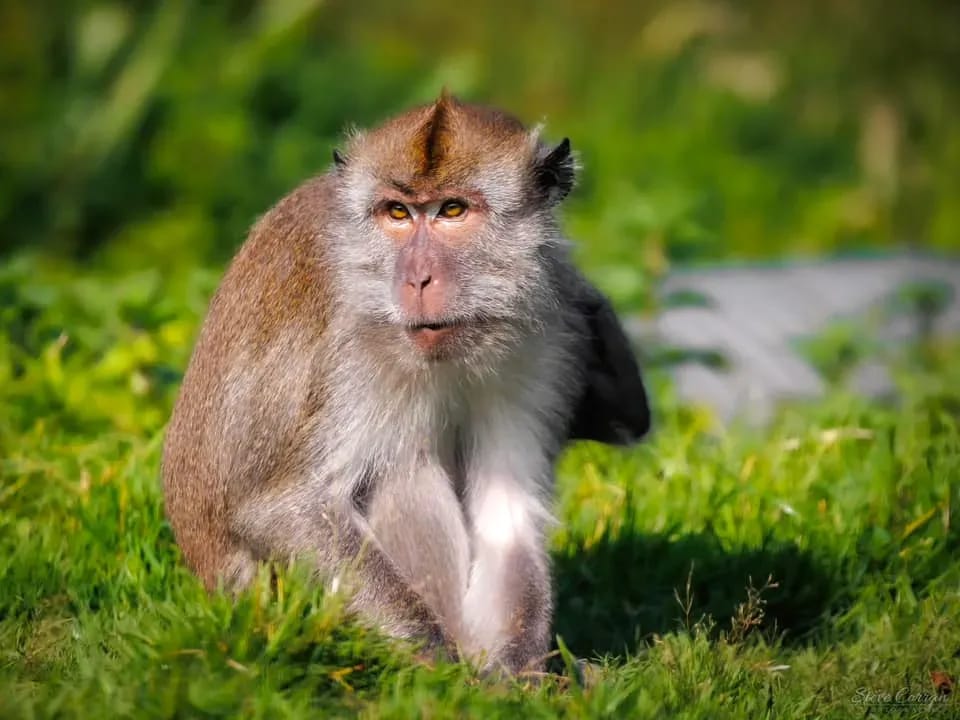 Curraghs Wildlife Park: Mangrove Cafe